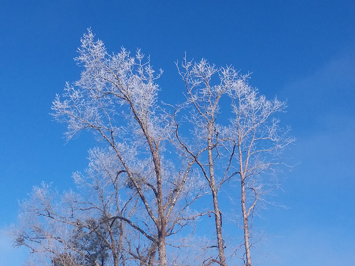 ​Will my tree survive? Long-term impacts of the freeze​